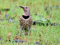 Flicker 2_050318.jpg