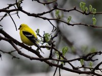 Gold Finch 1_050318.JPG