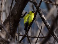 Goldfinch_042518.JPG