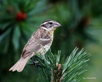 7-21-2013 fm black-headed grosbeak yard_4383.JPG 7-21-2013 fm black-headed grosbeak yard_4383.JPG