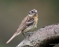 7-21-2013 fm black-headed grosbeak yard_4388.JPG 7-21-2013 fm black-headed grosbeak yard_4388.JPG