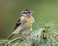 7-21-2013 juvie fm black-headed grosbeak yard_4397.JPG 7-21-2013 juvie fm black-headed grosbeak yard_4397.JPG