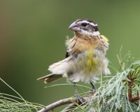 7-21-2013 juvie fm black-headed grosbeak yard_4398.JPG 7-21-2013 juvie fm black-headed grosbeak yard_4398.JPG