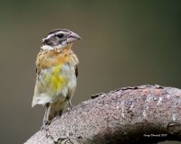 7-21-2013 juvie fm black-headed grosbeak yard_4392.JPG 7-21-2013 juvie fm black-headed grosbeak yard_4392.JPG