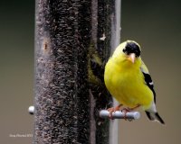7-21-2013 m goldfinch at feeder_4449.JPG 7-21-2013 m goldfinch at feeder_4449.JPG