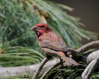 7-21-2013 m purple finch yard_4506.JPG 7-21-2013 m purple finch yard_4506.JPG