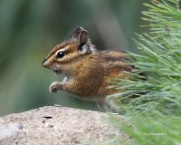7-21-2013 townsends chipmunk yard_4433.JPG 7-21-2013 townsends chipmunk yard_4433.JPG