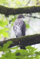 Adult Coopers hawk.jpg