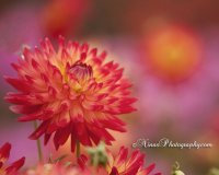IMG_9838web.jpg