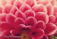 IMG_9817web.jpg
