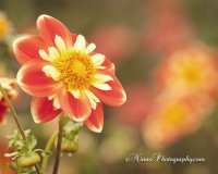 IMG_9826web.jpg