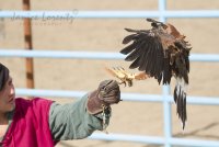 Falconer w Harris w-logo.jpg