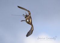 Barbary Falcon 1 w-Logo.jpg