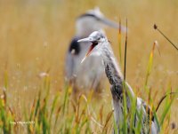 8-26-2013 gb heron with open bills_5186.JPG