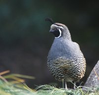 10-7-2013 m Calif Quail_0780.JPG