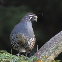 10-7-2013 m Calif Quail_0786.JPG