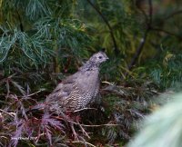 10-7-2013 fm Calif Quail_0772.JPG