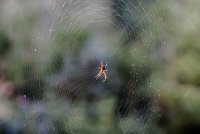 10-8-2013 fall spider_0790.JPG