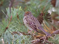 10-8-2013 gold-crowned sparrow_0799.JPG