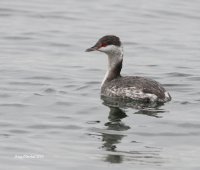10-10-2013 Horned Grebe_0879.JPG