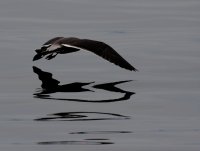 1-11-2013 Heermans Gull _0974.JPG