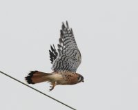 10-16-2013 American Kestrel_1286.JPG