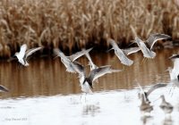 10-16-2013 Dance of the Long-billed Dowitchers_5779c2.JPG