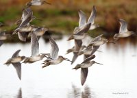 10-16-2013 long-billed godwits Eide Rd_5757.JPG