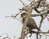 10-16-2013 maybe merlin eide rd_1383.JPG