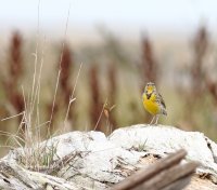 10-16-2013 Meadowlarks_1304.JPG
