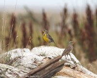 10-16-2013 Meadowlarks_1324_filtered.jpg