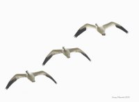 10-16-2013 snow geese over Fir Island_5514.JPG