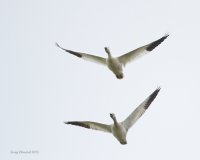 10-16-2013 snow geese over Fir Island_5520.JPG