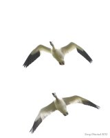 10-16-2013 snow geese over Fir Island_5521.JPG