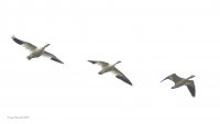 10-16-2013 snow geese over Fir Island_5549. JPG.JPG