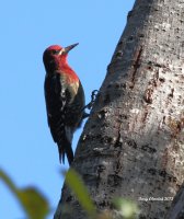 10-17-2013 Red-breasted Sapsucker - Hatchery_1433.JPG 10-17-2013 Red-breasted Sapsucker - Hatchery_1433.JPG