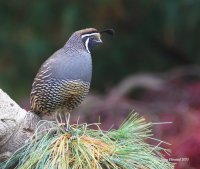 10-23-2013 m California Quail Woodway_1471.JPG