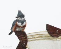10-24-2013 f kingfisher_1485.JPG
