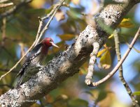 10-17-2013 Red-breasted Sapsucker - Hatchery_1417.JPG