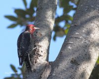 10-17-2013 Red-breasted Sapsucker - Hatchery_1466.JPG