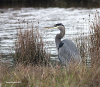 10-27-2013 GB Heron Marsh_1519.JPG