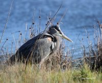 10-28-2013 gb heron marsh_5844.JPG