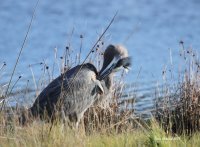 10-28-2013 gb heron preening marsh_5840 .JPG