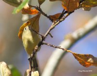 10-29-2013 kinglet  - ruby-crowned.JPG