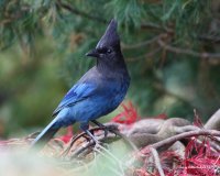 10-30-2013 Stellars Jay Woodway_1549.JPG 10-30-2013 Stellars Jay Woodway_1549.JPG