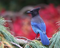 10-30-2013 Stellars Jay Woodway_1552.JPG 10-30-2013 Stellars Jay Woodway_1552.JPG