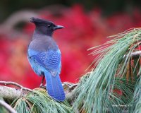 10-30-2013 Stellars Jay Woodway_1562.JPG 10-30-2013 Stellars Jay Woodway_1562.JPG