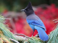 10-30-2013 Stellars Jay Woodway_1573.JPG 10-30-2013 Stellars Jay Woodway_1573.JPG