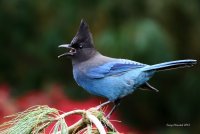 10-30-2013 Stellars Jay Woodway_1586.JPG 10-30-2013 Stellars Jay Woodway_1586.JPG