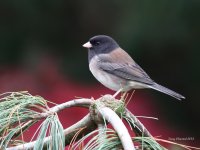 10-30-2013 Oregon Junco Woodway_1571_filtered.jpg